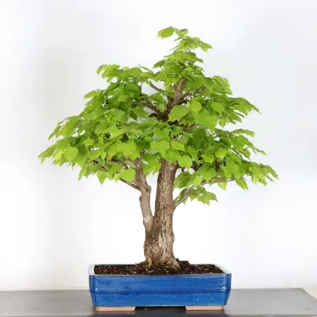 BONSAI LINDEN "TILIA" 1-10