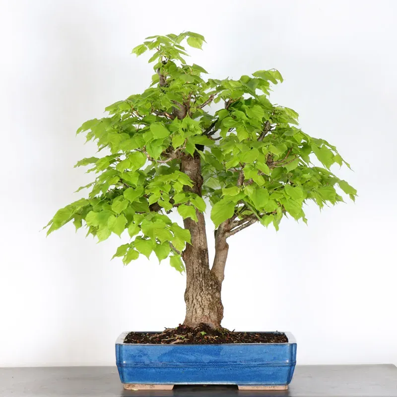 image supplémentaire - BONSAI TILLEUL "TILIA" 1-10