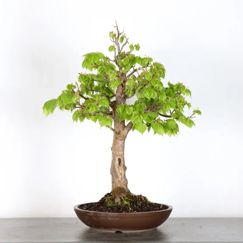 image supplémentaire - BONSAI TILLEUL "TILIA" 1-8