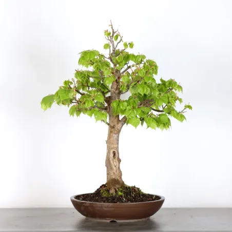 image supplémentaire - BONSAI TILLEUL "TILIA" 1-8