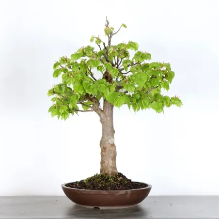 BONSAI TILLEUL "TILIA" 1-8