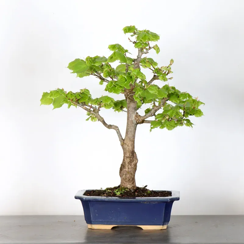 BONSAI TILLEUL "TILIA" 2-9