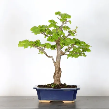BONSAI TILLEUL "TILIA" 2-9