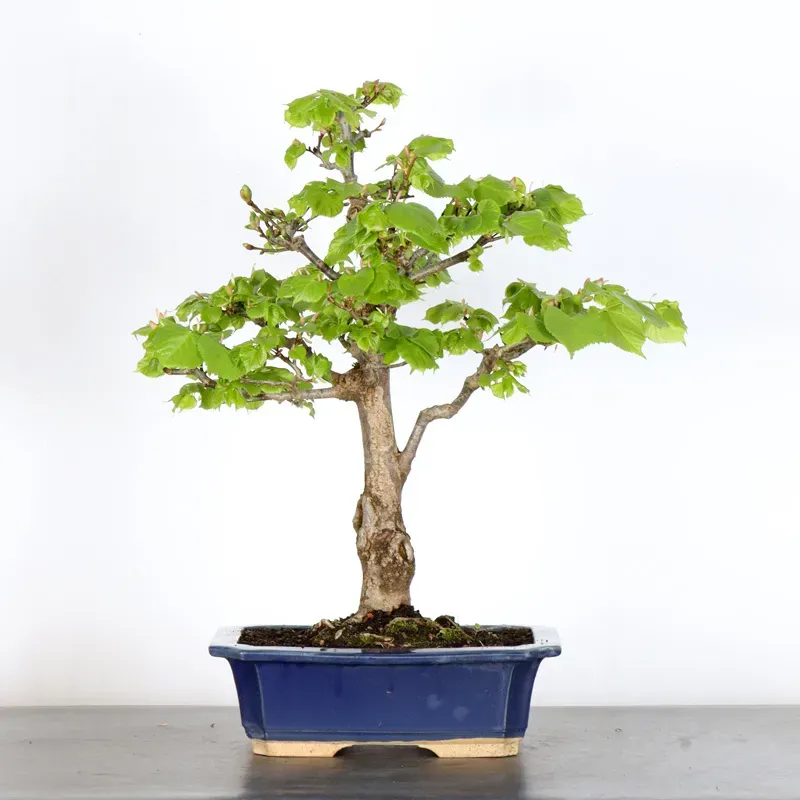image supplémentaire - BONSAI TILLEUL "TILIA" 2-9