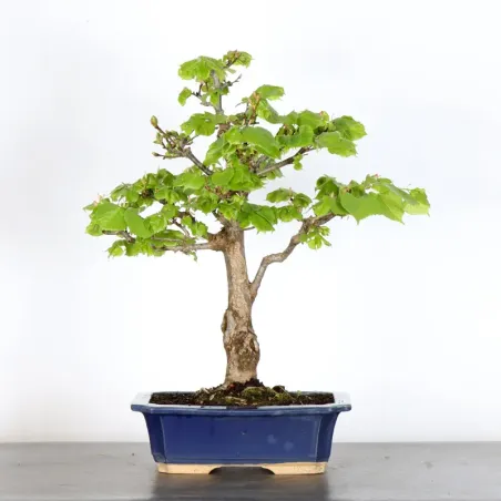 image supplémentaire - BONSAI TILLEUL "TILIA" 2-9