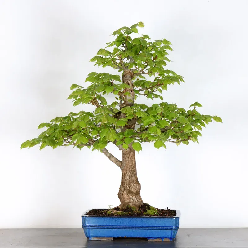 image supplémentaire - BONSAI TILLEUL "TILIA" 2-13