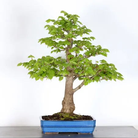 BONSAI TILLEUL "TILIA" 2-13