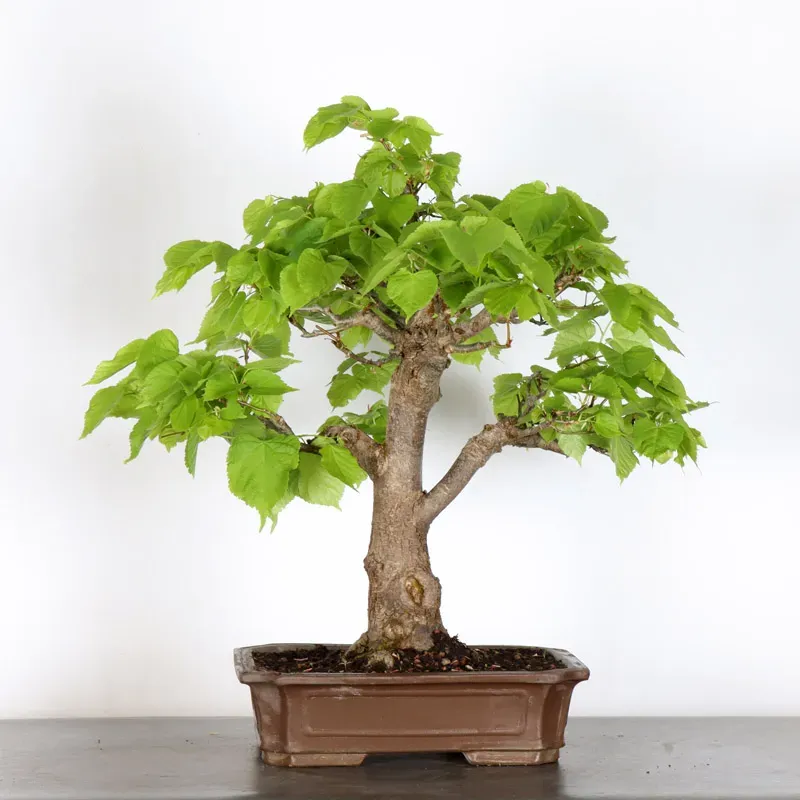 image supplémentaire - BONSAI TILLEUL "TILIA" 2-1