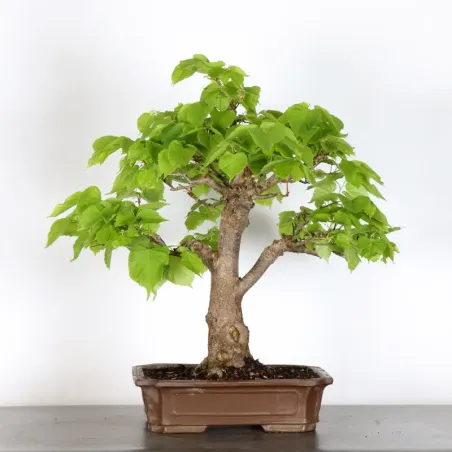 image supplémentaire - BONSAI TILLEUL "TILIA" 2-1