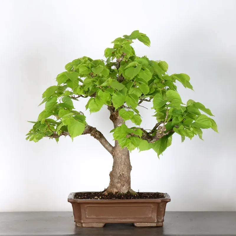 BONSAI TILLEUL "TILIA" 2-1
