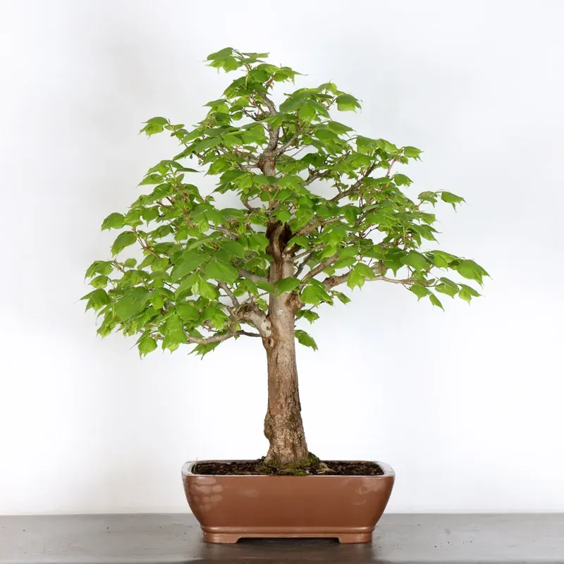 image supplémentaire - BONSAI TILLEUL "TILIA" 2-11