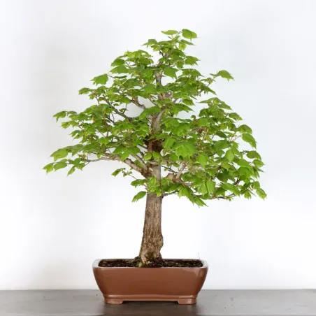 BONSAI TILLEUL "TILIA" 2-11