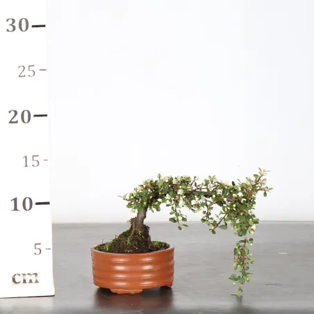 image supplémentaire - COTONÉASTER "HORIZONTALIS"...