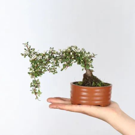 Bonsai Cotoneaster