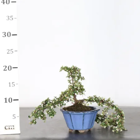 image supplémentaire - COTONEASTER "HORIZONTALIS"...