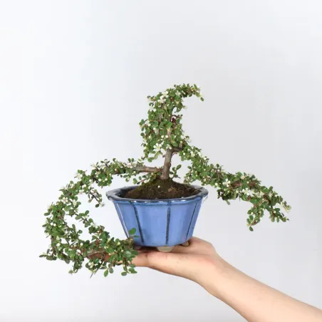 Bonsai Cotoneaster