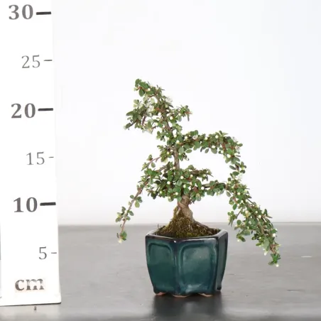 image supplémentaire - COTONÉASTER "HORIZONTALIS" 1-2