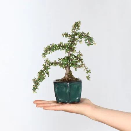 Bonsai Cotoneaster