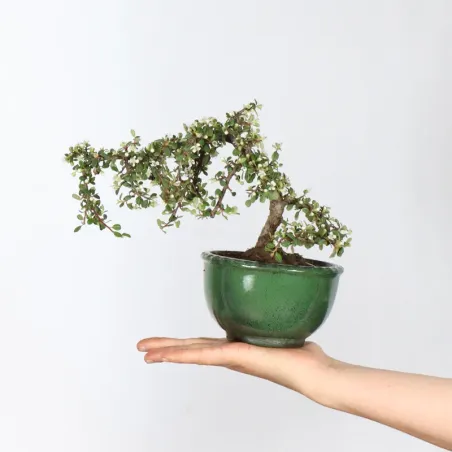 Bonsai Cotoneaster en vente