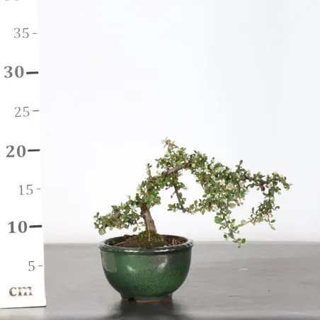 image supplémentaire - COTONÉASTER "HORIZONTALIS" 1-4