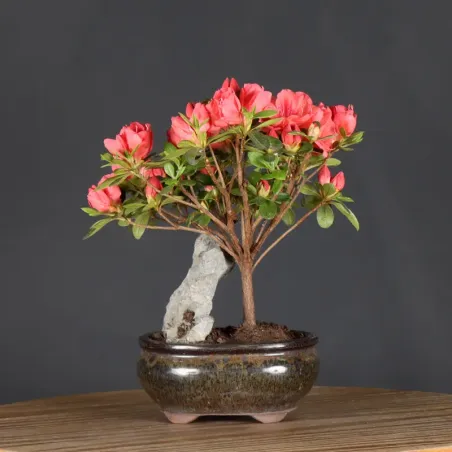 image supplémentaire - BONSAI AZALÉE JAPONAISE 1-6