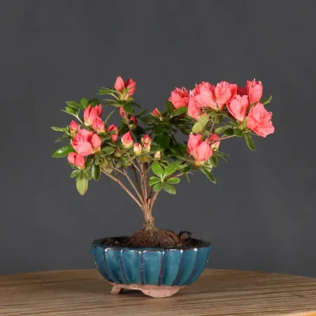 JAPANESE AZALEA 1-7