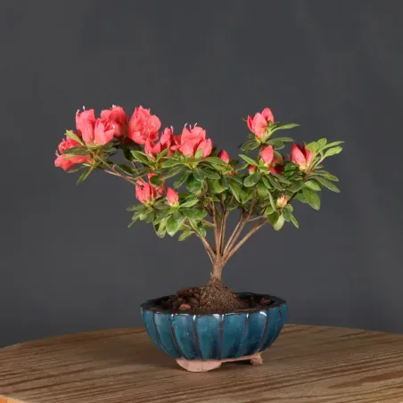 image supplémentaire - BONSAI AZALÉE JAPONAISE 1-7