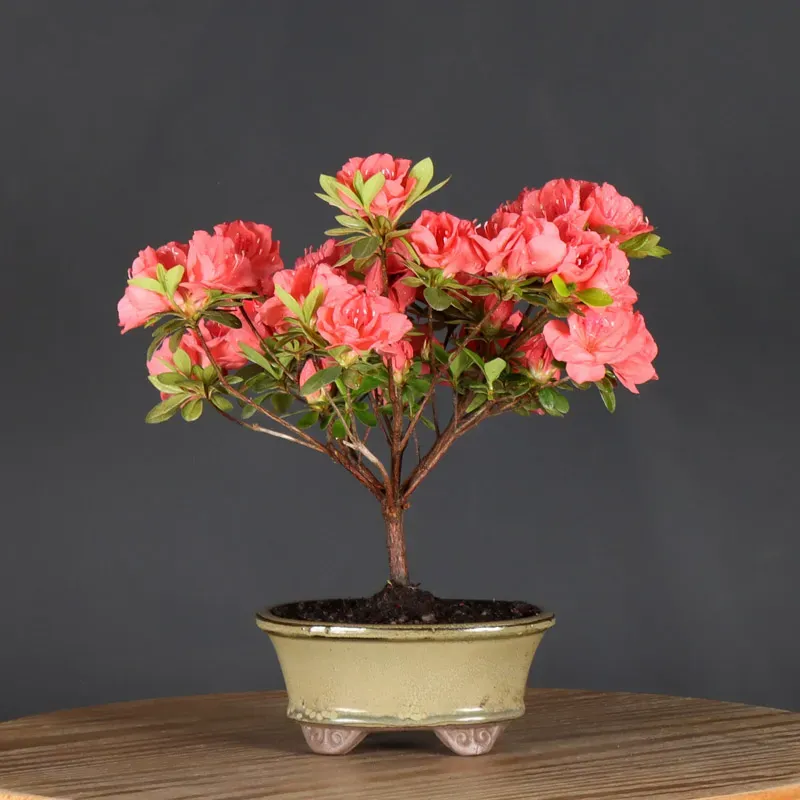 image supplémentaire - BONSAI AZALÉE JAPONAISE 1-8