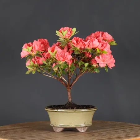 image supplémentaire - AZALEA JAPONICA 1-8