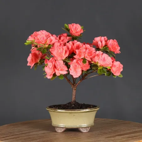 Bonsai Azalea AZ-1-8
