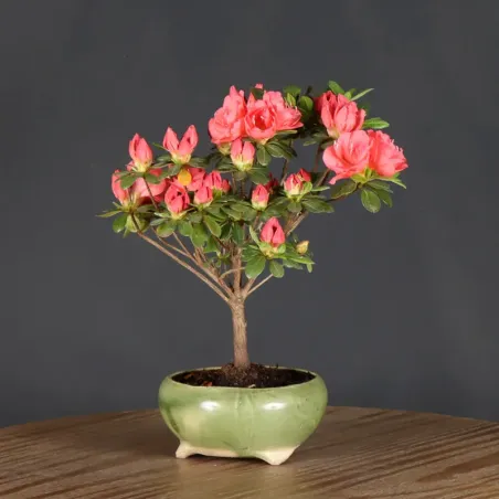 image supplémentaire - BONSAI AZALÉE JAPONAISE 1-9