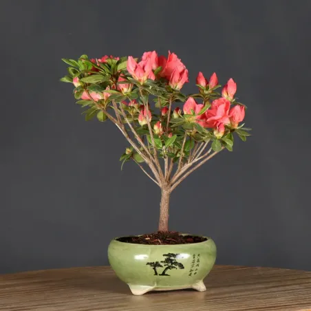 Bonsai Azalée AZ-1-9