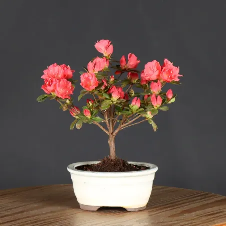AZALEA JAPONICA 1-10