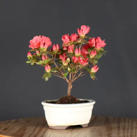 image supplémentaire - BONSAI AZALÉE JAPONAISE  1-10