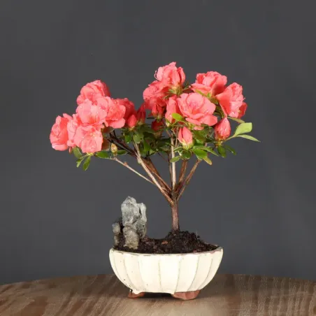 BONSAI AZALÉE JAPONAISE 1-11