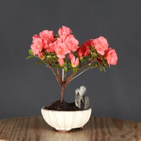image supplémentaire - BONSAI AZALÉE JAPONAISE 1-11