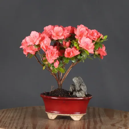 BONSAI AZALEE JAPONAISE  1-12