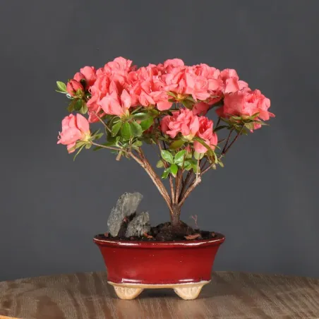 image supplémentaire - BONSAI AZALEE JAPONAISE  1-12