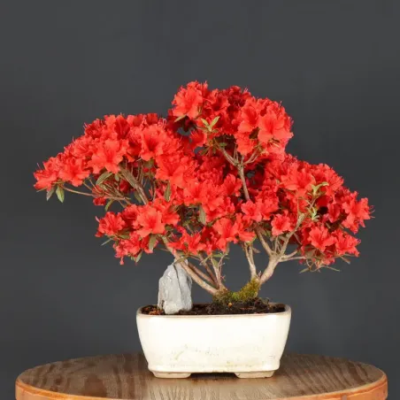 BONSAI AZALEE JAPONAISE 1-13
