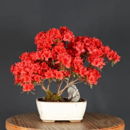 image supplémentaire - BONSAI AZALEE JAPONAISE 1-13