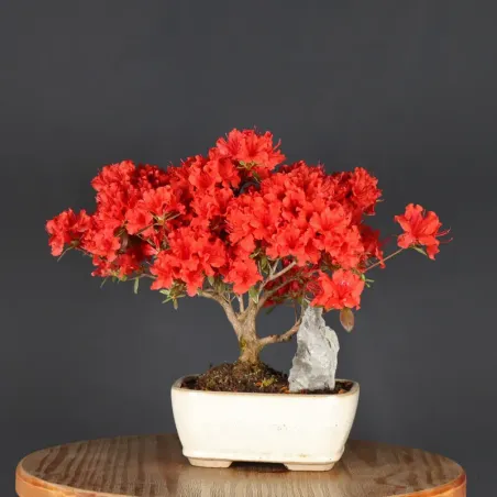 Bonsai Azalée