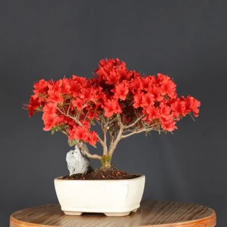 image supplémentaire - BONSAI AZALÉE JAPONAISE 2-2