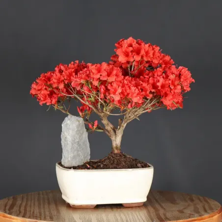 image supplémentaire - BONSAI AZALÉE JAPONAISE 2-3