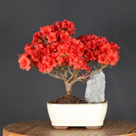 Bonsai Azalée
