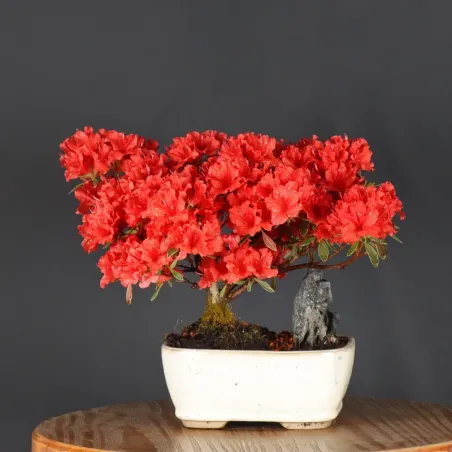 Bonsai Azalée