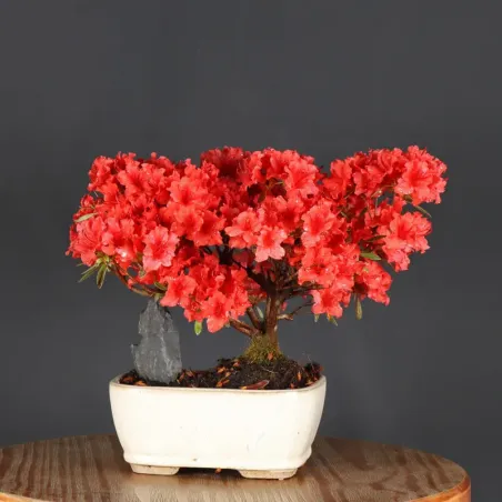 image supplémentaire - BONSAI AZALÉE JAPONAISE  2-4