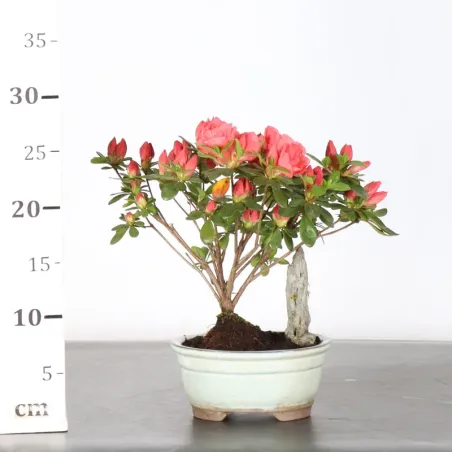 image supplémentaire - BONSAI AZALÉE JAPONAISE  2-5