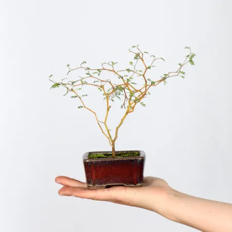 SOPHORA JAPONICA "LITTLE BABY" 1-1