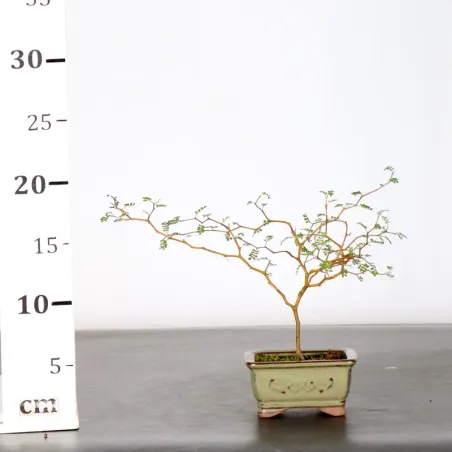 image supplémentaire - SOPHORA JAPONICA "LITTLE...