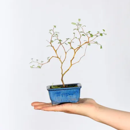 SOPHORA JAPONICA "LITTLE BABY" 1-3